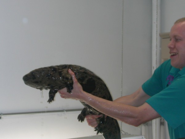 Giant Salamander