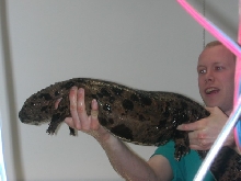 Giant Salamander