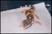 High Gold Leo "Buttons"