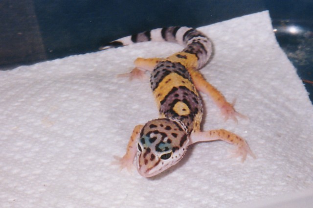 High Gold Leo "Buttons"