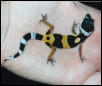 Buttons the Leopard Gecko