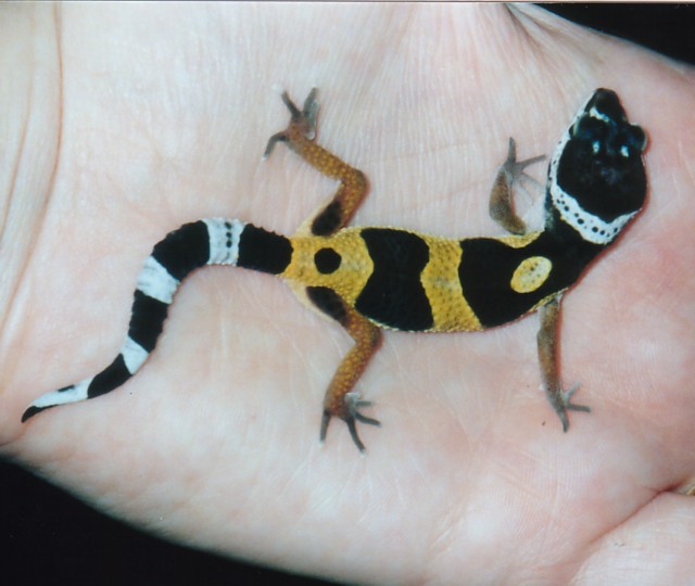 Buttons the Leopard Gecko