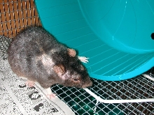 Carlo