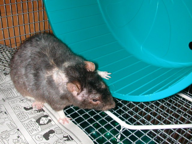 Carlo