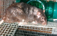 Carlo