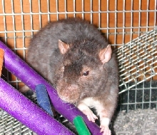 Carlo