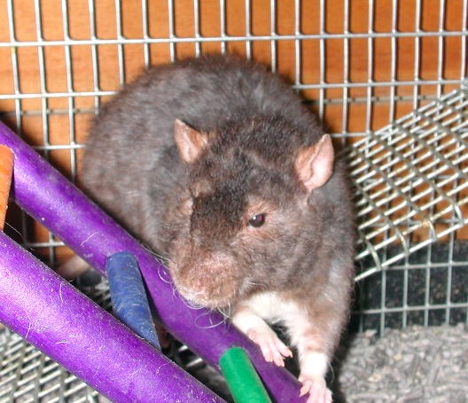 Carlo