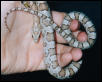 Freshly Shed Ghost Corn (Casper)