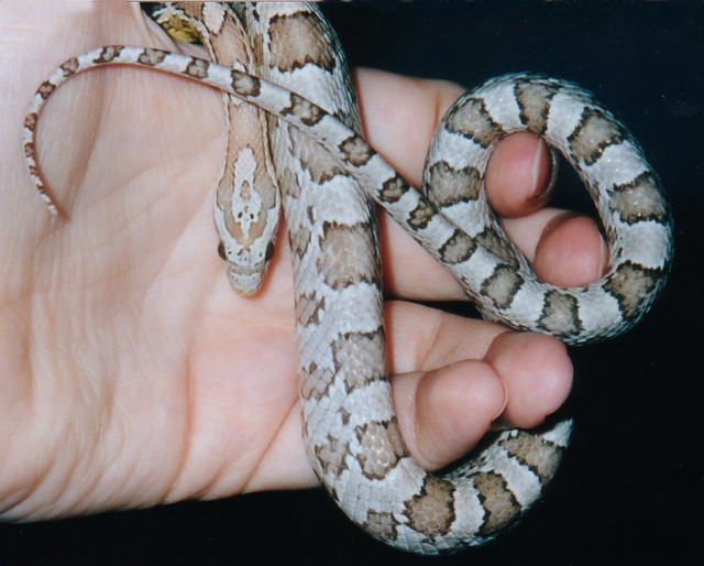 Freshly Shed Ghost Corn (Casper)