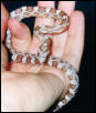 Casper (Ghost Corn)