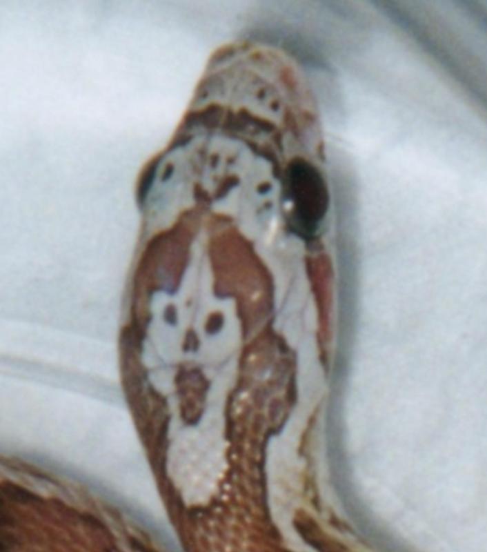 Casper's Head Pattern