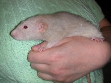 New Light Colored Female