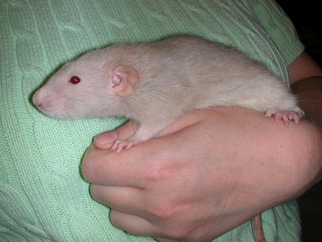 New Light Colored Female