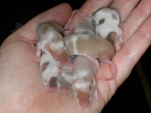 Seven Fancy Mice Babies
