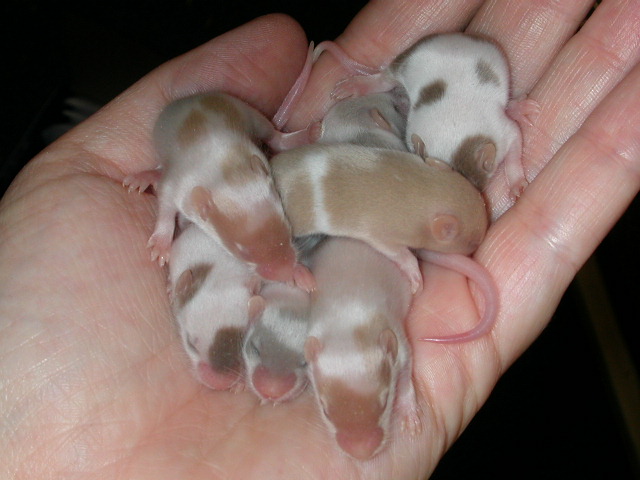 Seven Fancy Mice Babies