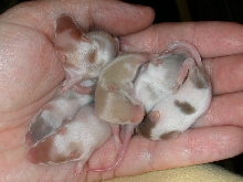 Seven Fancy Mice Babies