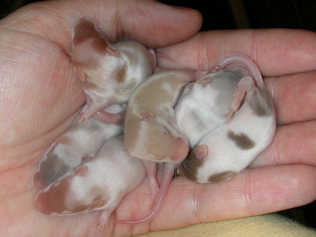 Seven Fancy Mice Babies