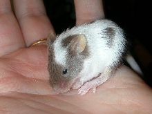 Fancy Mouse Baby
