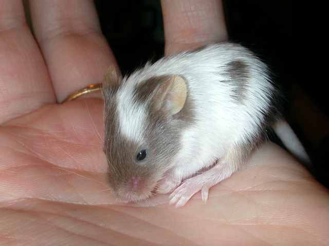 Fancy Mouse Baby