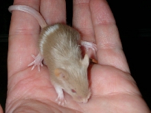 Fancy Mouse Baby
