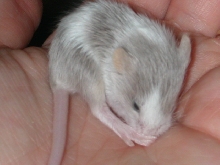 Fancy Mouse Baby