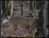 Wild Deer