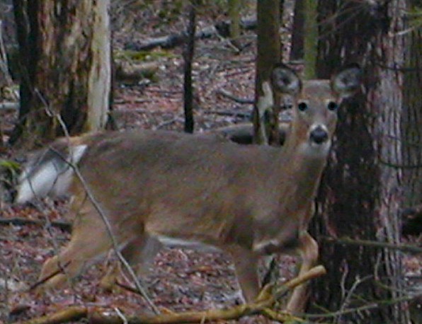 Wild Deer