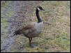 Canada Goose