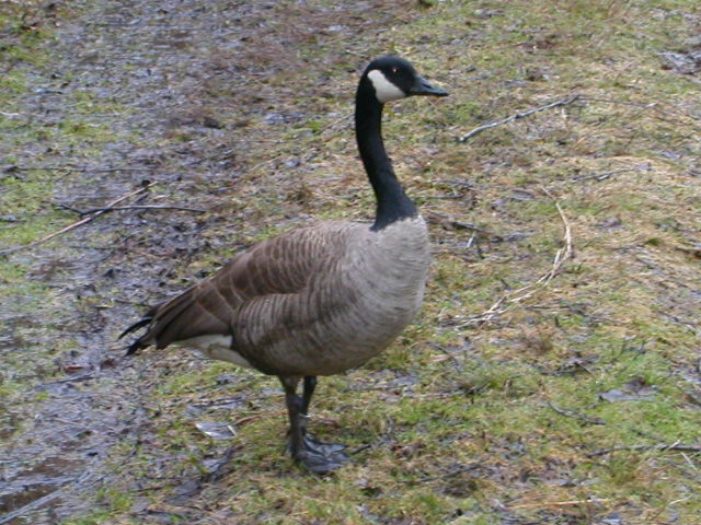 Canada Goose