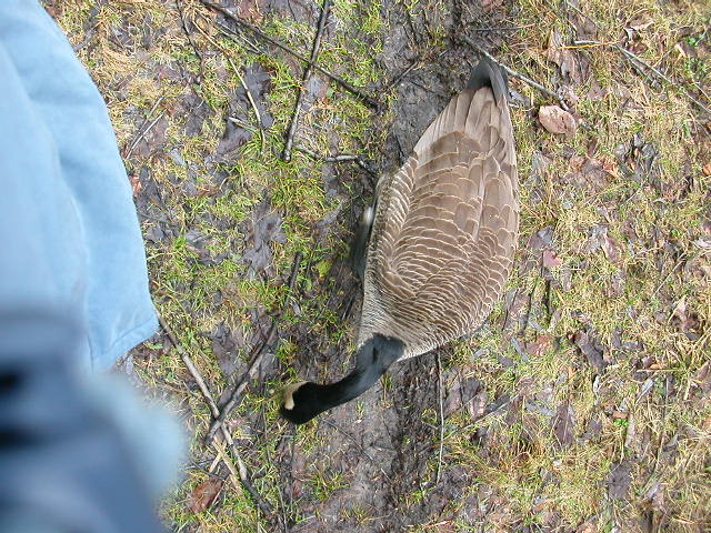 Canada Goose