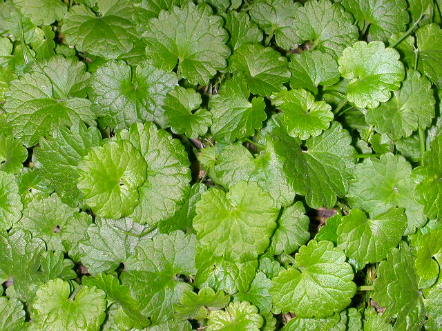 Minty Violet