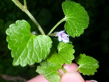 Minty Violet