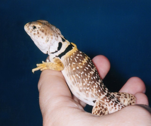 Collared "Daisy"