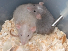 New Girls