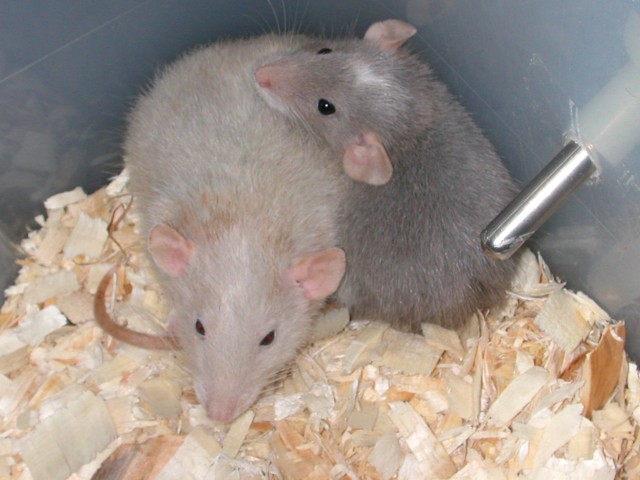 New Girls