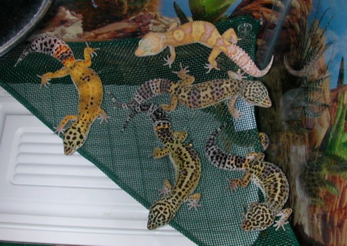 Some of my Girls