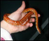 "Izzy" female Aztec