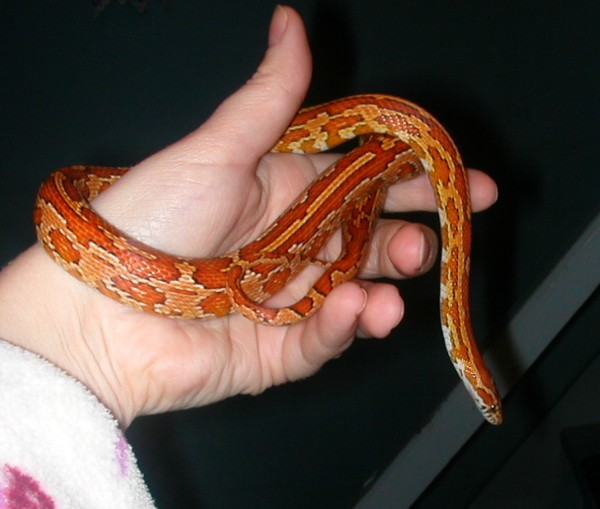 "Izzy" female Aztec