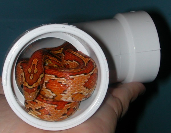 Izzy in her PVC pipe