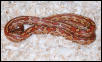 Aztec Corn "Izzy"
