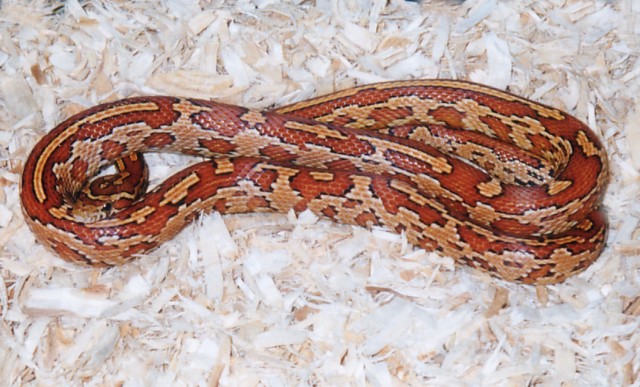 Aztec Corn "Izzy"