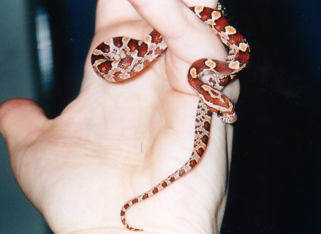 Normal Corn (Quad Het) "Juliet"
