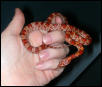 "Juliet" female Normal Quad Het