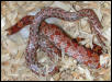 Het Bloodred Belly