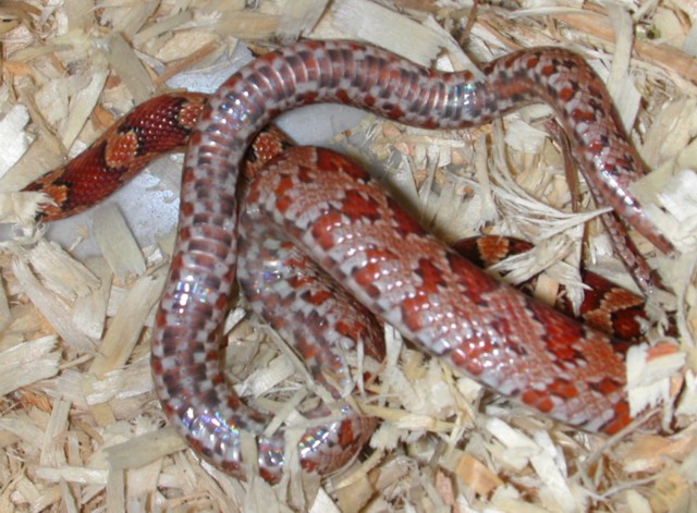 Het Bloodred Belly