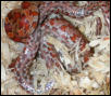 Het Bloodred Belly