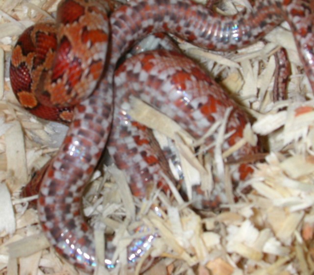 Het Bloodred Belly