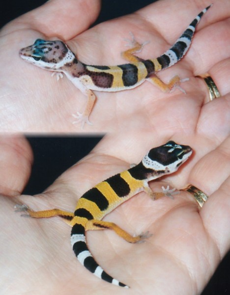 Baby Leos - Pastel  & High Gold