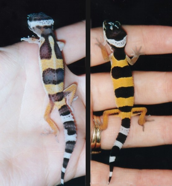 Baby Pastel and Baby High Gold