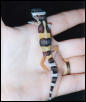 Baby Pastel Leopard Gecko